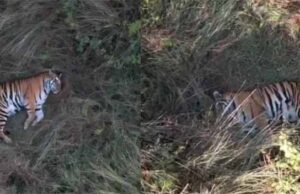 मरवाही के जंगल में बीते दो दिनों से गूंज रही मादा बाघ की दहाड़, आराम फरमाते ड्रोन कैमरे में कैद हुई तस्वीर
