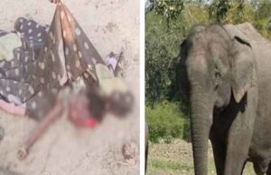 छत्तीसगढ़-धमतरी में घर में घुसा हाथी, तीन साल की बच्ची को पटक-पटक कर मारा