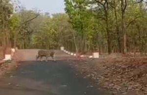 सूरजपुर के वन क्षेत्र में घूमता दिखा बाघ, यह बाघ चांदनी बिहारपुर वन परिक्षेत्र के चंपाजोर जंगल में नजर आया