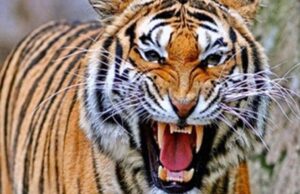 बांधवगढ़ में बाघों का फैला आतंक, कल एक बच्चे को मारने के बाद आज महिला पर किया हमला, दहशत का माहौल