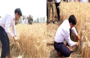 DM साहब ने अचानक थामा हंसिया, खेत में काटी गेहूं की फसल, किसानों का बढ़ाया हौसला, अनोखी पहल