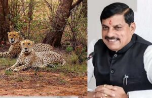मुख्यमंत्री डॉ. यादव ने कहा- गाँधी सागर अभयारण्य में 2 चीते छोड़े जाने का अवसर प्रसन्नता का विषय है