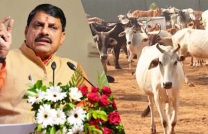 मुख्यमंत्री यादव की अध्यक्षता में हुई कैबिनेट की बैठक में अन्नदाता मिशन को दी गई स्वीकृति