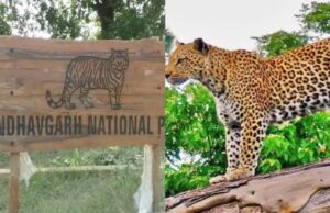 बाँधवगढ़ टाइगर रिजर्व में दुर्लभ वन्य-प्राणी सोन कुत्ते पाये गये