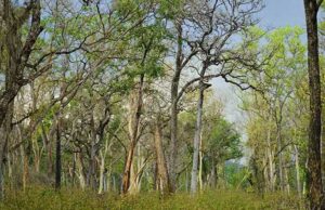 राजधानी में 8 हजार पेड़ बचाने के लिए आंदोलन,18 मई को अयोध्या बायपास पर जुटेंगे लोग