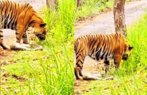 बांधवगढ़ टाइगर रिजर्व के कुंभी कछार क्षेत्र में धमोखर 6 साल की बाघिन घास खाते नजर आई, वायरल हुआ वीडियो