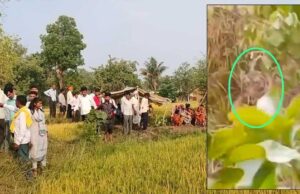 गोरेघाट सर्किल में एक किसान को आज सुबह बाघ ने अपना शिकार बना लिया
