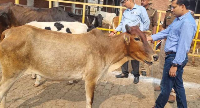 cow-3.jpg