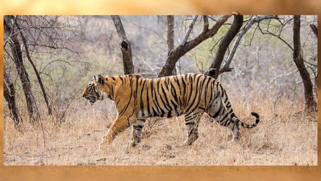 tiger_A_102_3.jpg