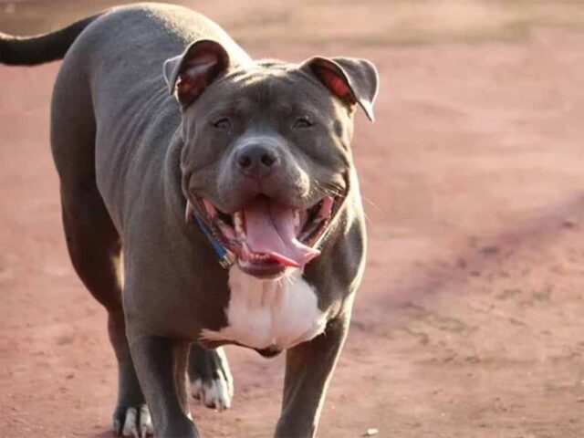 dog.jpg