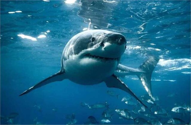 shark.jpg