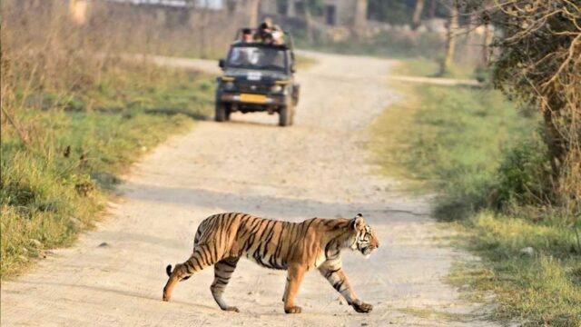 tiger_52_2.jpg