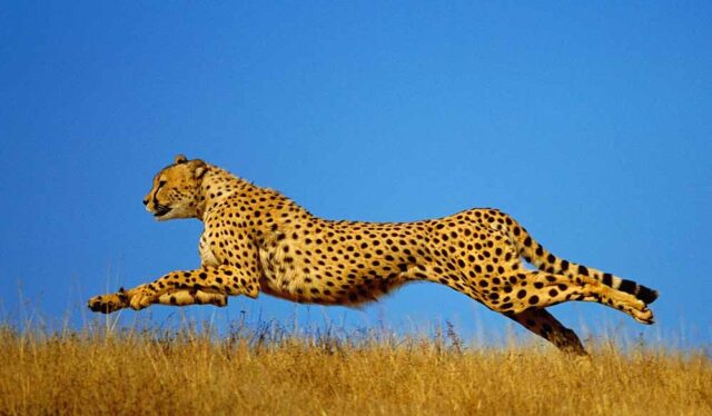 cheetah_47_2-1.jpg