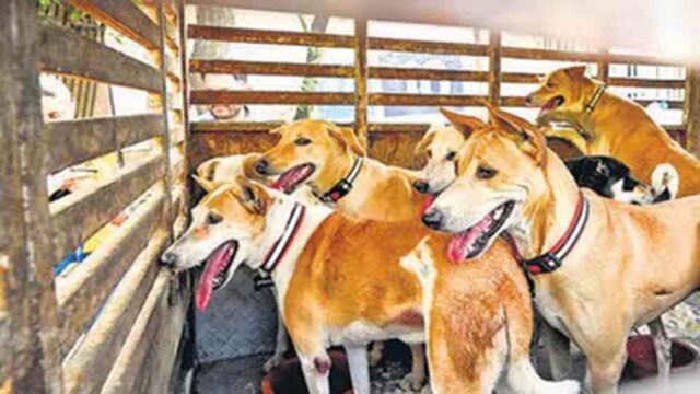 dog-2.jpg