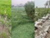 ग्वालियर में आसमानी आफत: ओलावृष्टि से खेत बर्फ में तब्दील, फसलें चौपट, किसान की मौत