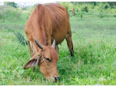 देसी पशुओं को राष्ट्रीय पहचान दिलाने की तैयारी, किसानों की आय बढ़ाने पर फोकस