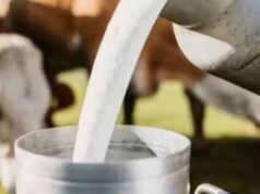 डेयरी सेक्टर में बदलाव,आईटी लैब से गाय-भैंस की जल्दी प्रेग्नेंसी टेस्टिंग