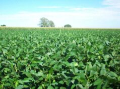 रायपुर: यूरिया का प्रभावी विकल्प बन रही हरी खाद, जशपुर में 600 हेक्टेयर पर किया गया प्रदर्शन