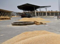 मौसम बारिश से जूझते गेहूं किसानों को डबल इंजन सरकार से मिली बड़ी राहत