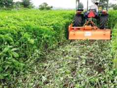 अधिक धान उत्पादन के लिए कृषि विभाग का अभियान तेज, हरी खाद से खेतों में वृद्धि