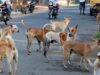 स्ट्रीट डॉग्स का बढ़ता आतंक, गर्मी में होते हैं आक्रामक; सतना में 3 घंटे में 40 लोगों को काटा
