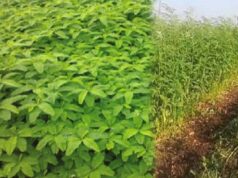 हरी खाद से खेती में बढ़ेगा उत्पादन, मिट्टी की सेहत में सुधार की उम्मीद