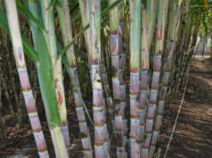 योगी सरकार के प्रयास से 73,078 हेक्टेयर गन्ना क्षेत्रफल में ड्रिप इरीगेशन संयंत्र की स्थापना हुई