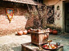 सूखी तुलसी भी बदल सकती है किस्मत, वास्तु के 3 चमत्कारी उपाय