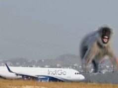 लैंडिंग के दौरान बड़ा हादसा टला, Lucknow रनवे पर बंदर आने से यात्रियों की थमी सांसें