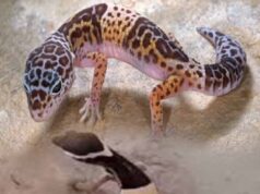 पहली बार कैमरे में कैद लेपर्ड गेको! अबूझमाड़ के घने जंगलों से सामने आया हैरान करने वाला नजारा