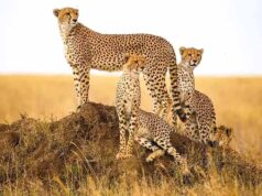 कूनो में चीतों की बढ़ती संख्या, गांधीसागर और नौरादेही के जंगल बने नए घर, आठ बाड़े तैयार, जल्द शिफ्ट होंगे चीते