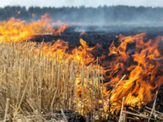 कृषि मंत्री कंषाना ने कहा- नरवाई जलाना खेत और सेहत दोनों के लिए नुकसानदायक