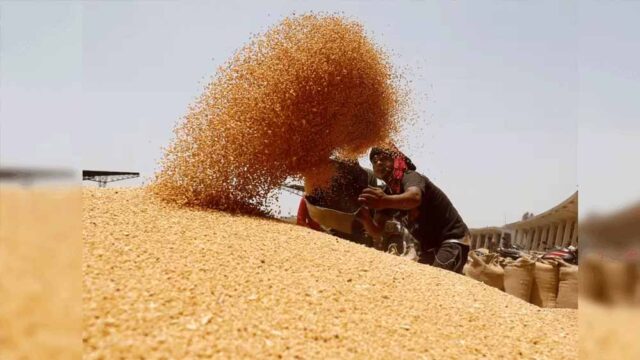wheat_A_45_2-1.jpg