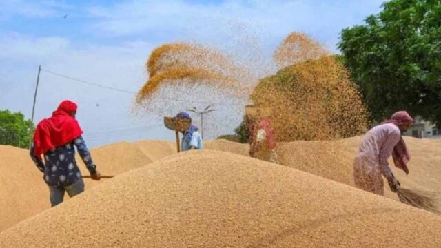 wheat_A_45_3-4.jpg