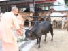 योगी सरकार का डेयरी मास्टर प्लान : 2 से 25 गाय तक लाखों का अनुदान, किसानों को सीधा फायदा