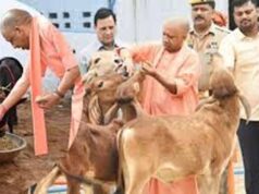 गाय संरक्षण पर सख्ती से बढ़ी अर्थव्यवस्था, यूपी में 36 हजार गिरफ्तारियां