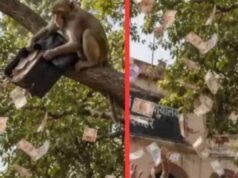 कचहरी रोड पर फिल्मी नजारा: बंदर ने 500-500 के नोट हवा में उड़ाए, भीड़ जुटी