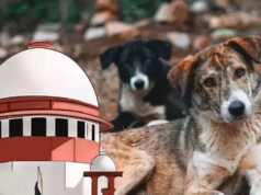 सुप्रीम कोर्ट के निर्देश लागू करना कितना आसान? आवारा कुत्तों के लिए सुविधाओं पर उठी बहस