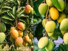 मध्यप्रदेश का ‘लग्जरी आम’ बना चर्चा में, एक आम की कीमत सुन रह जाएंगे हैरान