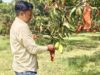 आंधी-बारिश के बाद आम किसानों की उम्मीद बैगिंग तकनीक पर टिकी, उद्यान विभाग कर रहा मदद