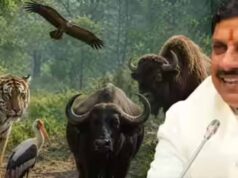 मोहन यादव का बड़ा कदम: कूनो नेशनल पार्क में बढ़ा चीता कुनबा