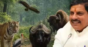 मोहन यादव का बड़ा कदम: कूनो नेशनल पार्क में बढ़ा चीता कुनबा