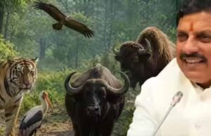 मोहन यादव का बड़ा कदम: कूनो नेशनल पार्क में बढ़ा चीता कुनबा