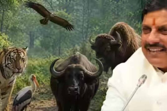 मोहन यादव का बड़ा कदम: कूनो नेशनल पार्क में बढ़ा चीता कुनबा