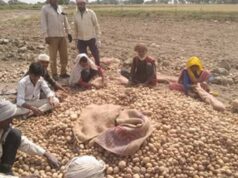 रिकॉर्ड उत्पादन के बाद संकट: यूपी के कोल्ड स्टोरेज भरने से किसानों की चिंता बढ़ी