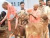 गो सेवा से समृद्धि: यूपी की डेयरी सेक्टर बनी ग्रामीण अर्थव्यवस्था की रीढ़
