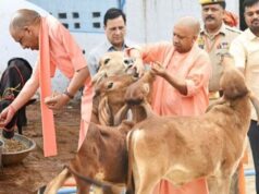 गो सेवा से समृद्धि: यूपी की डेयरी सेक्टर बनी ग्रामीण अर्थव्यवस्था की रीढ़