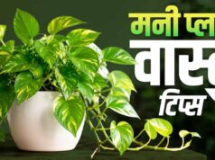 मनी प्लांट लगाने की सही दिशा और फायदे: घर में बढ़ेगी सुख-समृद्धि