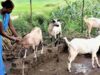 छत्तीसगढ़ के पहले अत्याधुनिक बकरी ब्रीडिंग एवं रिसर्च सेंटर की तैयारी