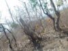 रेवाडीह जंगल में पेड़ों का कत्लेआम! 116 एकड़ में रातभर गूंजती रहीं कुल्हाड़ियां